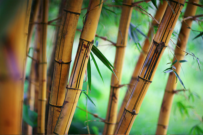 maquillaje con bambú